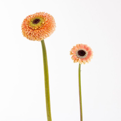 Lorem Ipsum Flower